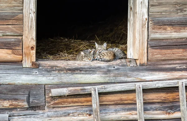 Katter Som Sitter Höet Gammalt Lantligt Trähus — Stockfoto