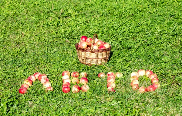 Cesta Mimbre Madera Con Manzanas Frescas Maduras Jardín Sobre Hierba — Foto de Stock