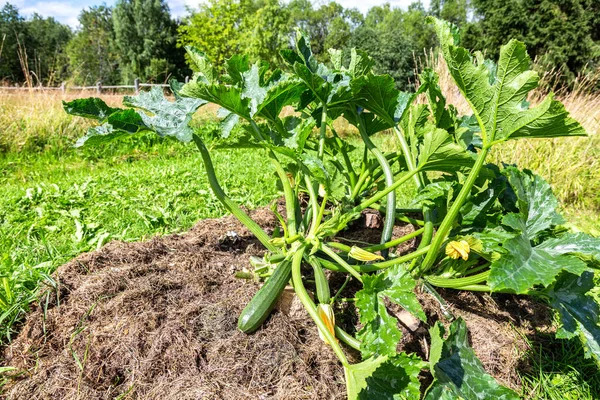 Vegetable marrow grows in the vegetables garden in summer