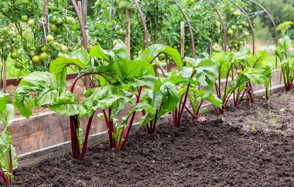 Rote Bete Wächst Sommer Gemüsegarten — Stockfoto