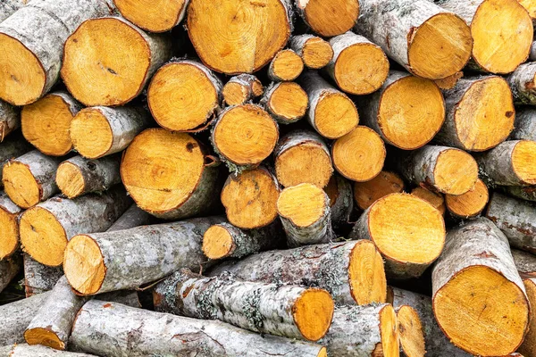在乡下砍柴 木料堆积如山 砍倒树木 为冬天准备柴火 — 图库照片