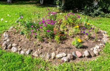 Çiçek tarlasında farklı dekoratif çiçekler yetişiyor.