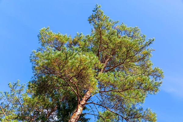 Crowns Tall Pine Trees Head Forest Blue Sky Wild Nature — Stock Photo, Image