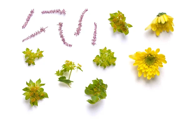 Buds Yellow Chrysanthemums Twigs Mix Individual Elements White Background Isolated — Stock Photo, Image