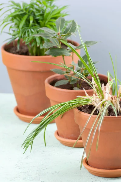 Tres plantas en macetas de arcilla: Areca, Laurel y Crocus — Foto de Stock