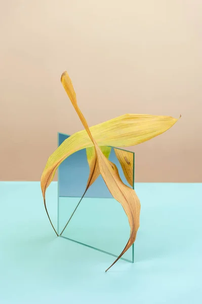 Abstraktes Stillleben mit Spiegel und Blatt einer trockenen Pflanze auf — Stockfoto