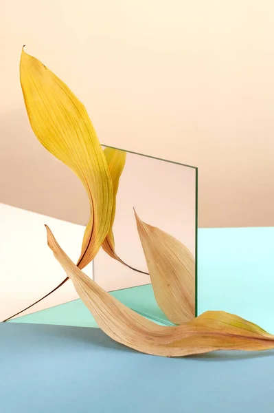 Abstrakcyjne martwa żywotność za pomocą lustra i suchych liści. Zdjęcie Stockowe