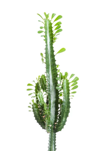 Euphorbia Trigona. Isolado sobre fundo branco — Fotografia de Stock