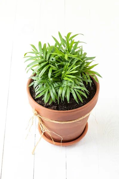 Indoor green plant Chamaedorea in a clay terracotta pot — Stock Photo, Image