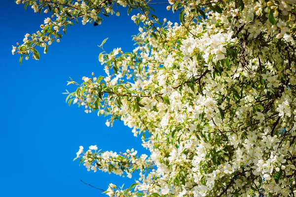 Prunus bird cherry, macro — Stock Photo, Image