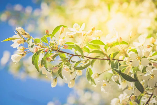 Prunus bird cherry, macro — Stock Photo, Image