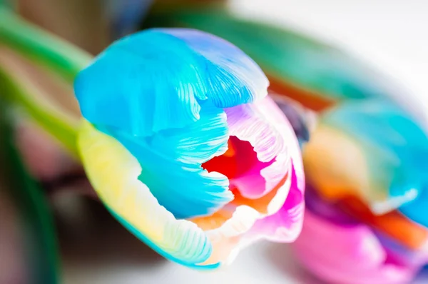 Unusual multi colored tulip — Stock Photo, Image