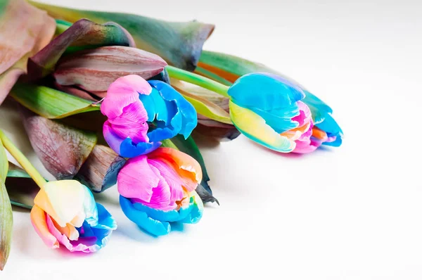 Bos van ongebruikelijke multi-gekleurde tulpen — Stockfoto