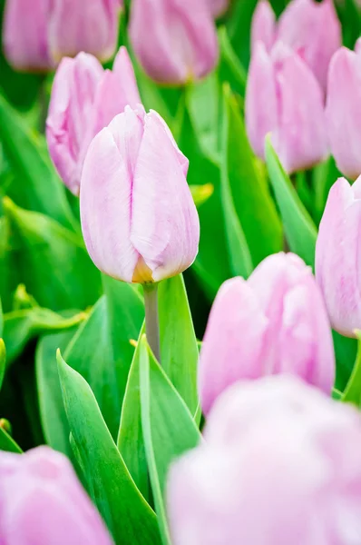 Vele paarse tulpen kweken in de tuin — Stockfoto