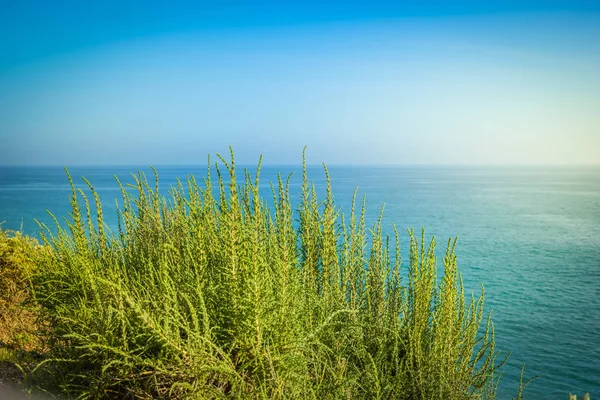 Green bush against the blue sky in Portugal — Stock Photo, Image