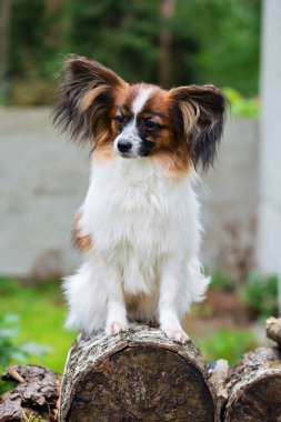 Papillon purebreed köpek portresi