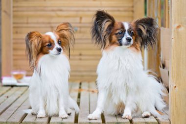 Papillon purebreed köpekler portresi