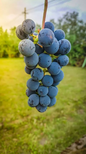 Cacho de uvas — Fotografia de Stock