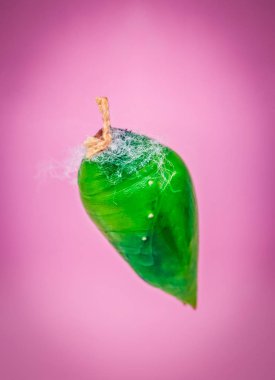 Yeşil bir pupa tropikal kelebek