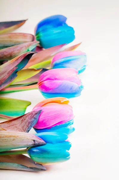 Вертикальна зйомка різнокольорових тюльпанів — стокове фото