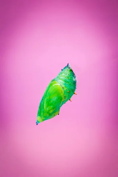 A green pupa of the tropical butterfly