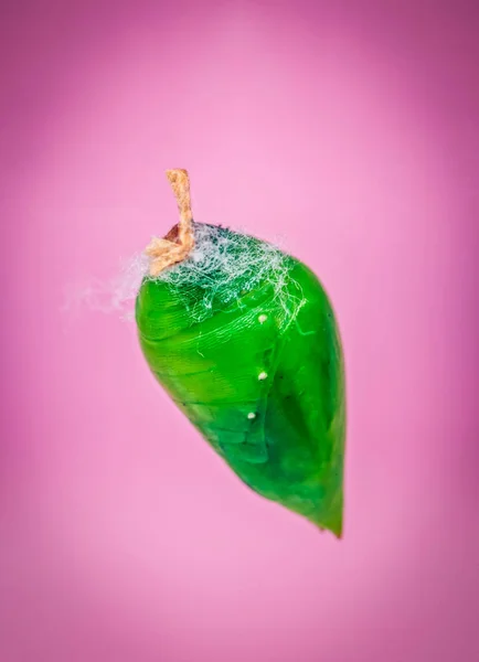 A green pupa of the tropical butterfly — Stock Photo, Image