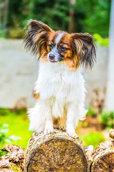 Portret van een papillon purebreed hond — Stockfoto