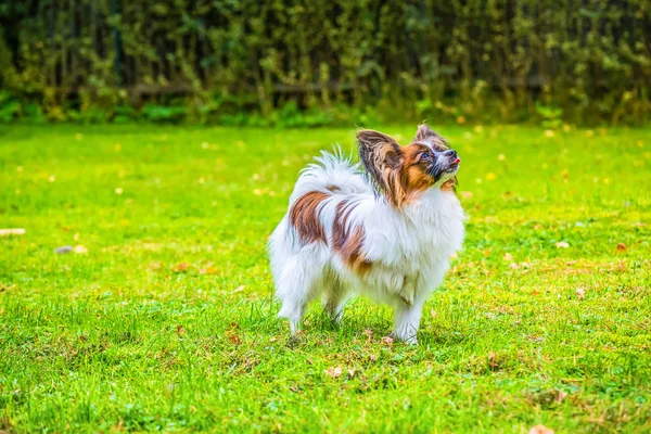 Portret van een papillon purebreed hond — Stockfoto