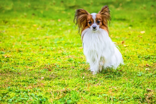 Portret van een papillon purebreed hond — Stockfoto