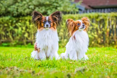 Papillon purebreed köpekler portresi