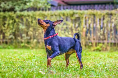 Kırmızı minyatür pinscher köpek portresi