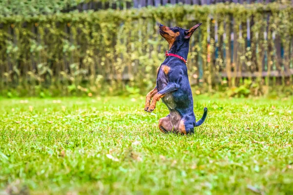 Portret van een rode dwergpinscher hond — Stockfoto