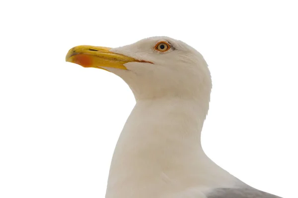 Seagull isolated on white — Stock Photo, Image