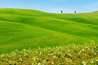 Toskana yeşil tepeler ile güzel bahar minimalist manzara