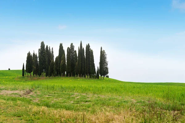 Krásná jarní minimalistická krajina s italskou Cypress v Toskánsku — Stock fotografie