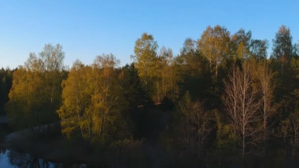 Воздушный зажим от беспилотника до деревьев — стоковое видео