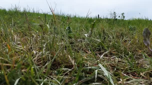 Tipiche colline di erba verde toscana. Aereo drone video girato . — Video Stock