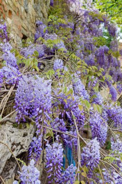 Toskana bahçede Bloom güzel Wisteria