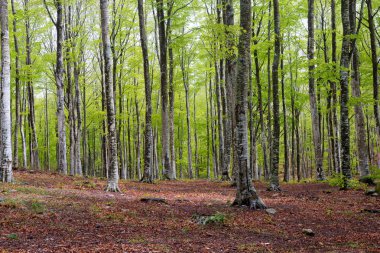 Bahar mevsiminde Amiata Dağı 'nda orman, Toskana
