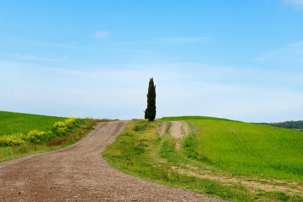 Hermoso paisaje minimalista de primavera con colinas verdes en Toscana —  Fotos de Stock