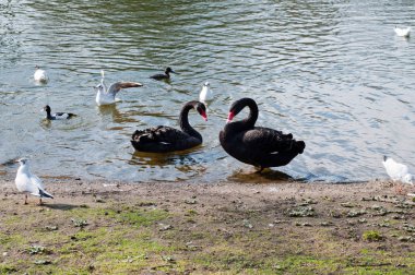 Gölde iki siyah kuğu