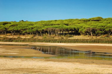 İnanılmaz çam parkı