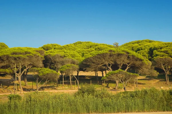 Incredibile parco di pini — Foto Stock