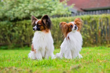 Papillon purebreed köpekler portresi