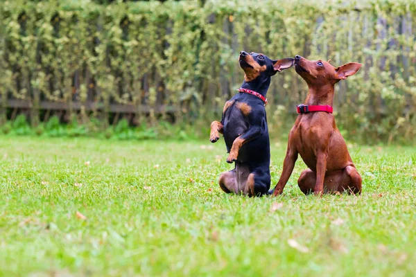 Portrait of two a miniature pinscher dogs — Stock Photo, Image