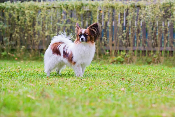 Portret van een papillon purebreed hond — Stockfoto