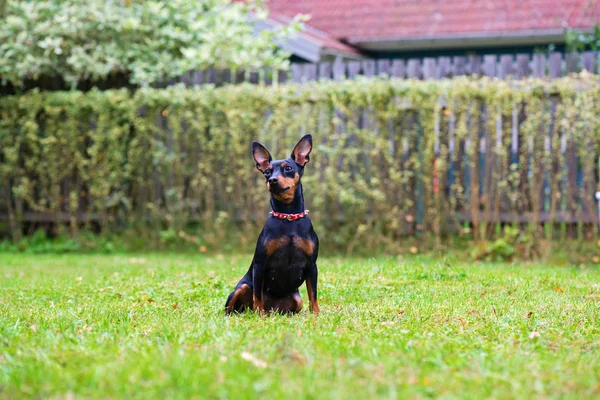 Kırmızı minyatür pinscher köpek portresi