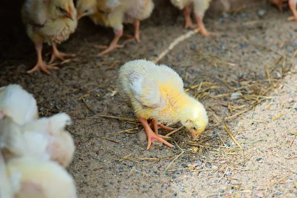 Little cute chick — Stock Photo, Image