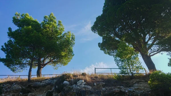 Bellissimo cielo blu sopra il pino — Foto Stock