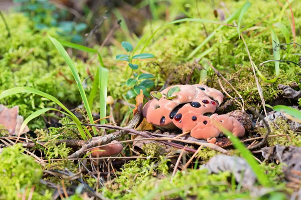 Hydnellum peckii - yosunlu ormanda mantar